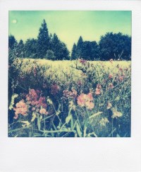 Polaroid T600 Colour Film